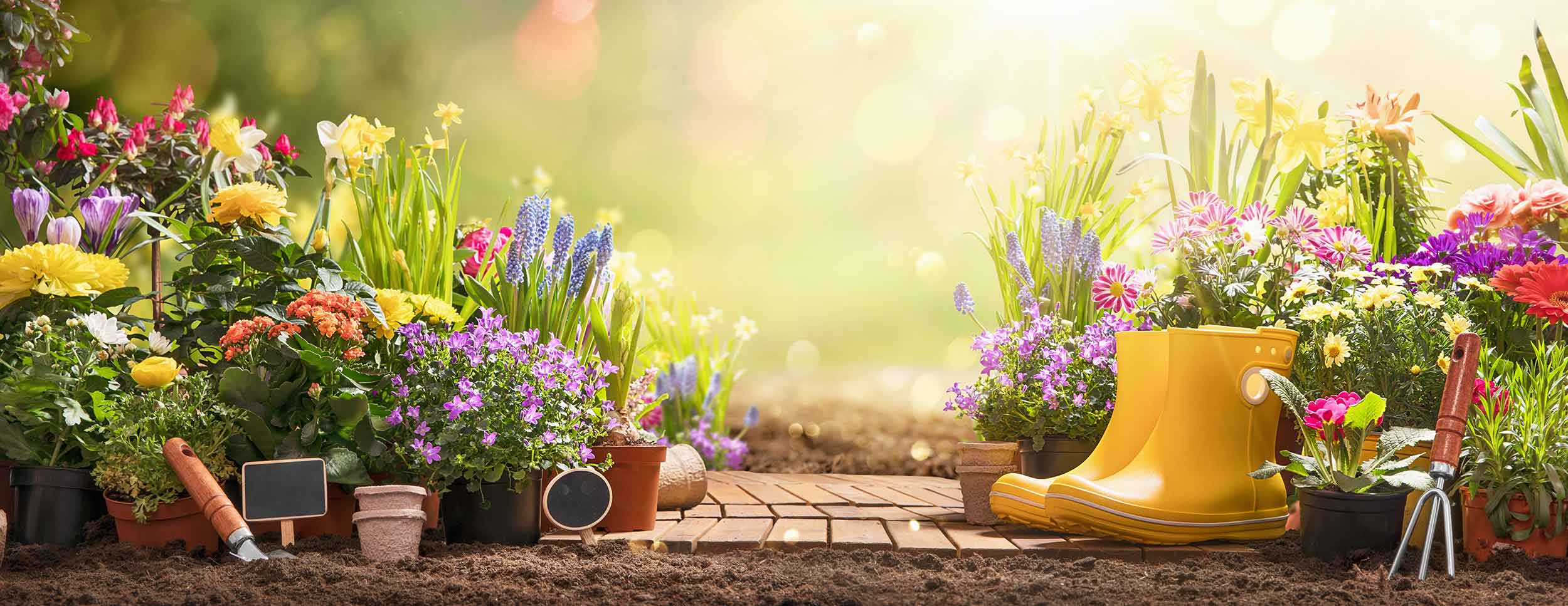 En blomstrende have med farverige blomsterplanter i potter og en gul gummistøvle. Der er også nogle haveværktøjer og en træterrasse, hvor sollyset skinner blødt ind, hvilket skaber en varm og indbydende atmosfære.